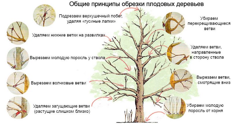 Обрізка вишні восени - загальні правила обрізки плодових дерев