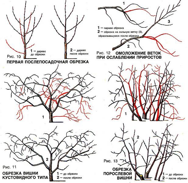 Як виконується обрізка молодої вишні восени