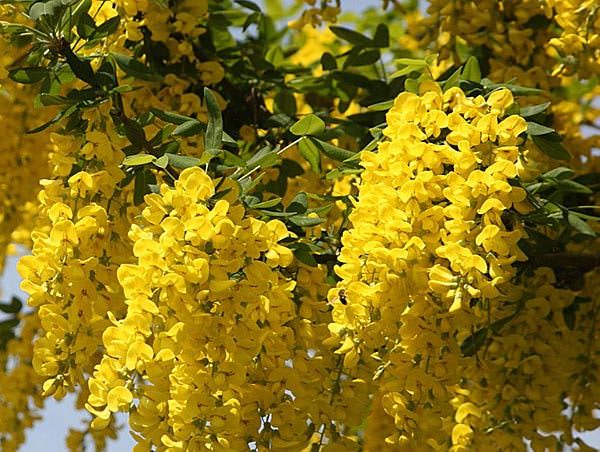 Бобовник садовий: секрети успішного вирощування