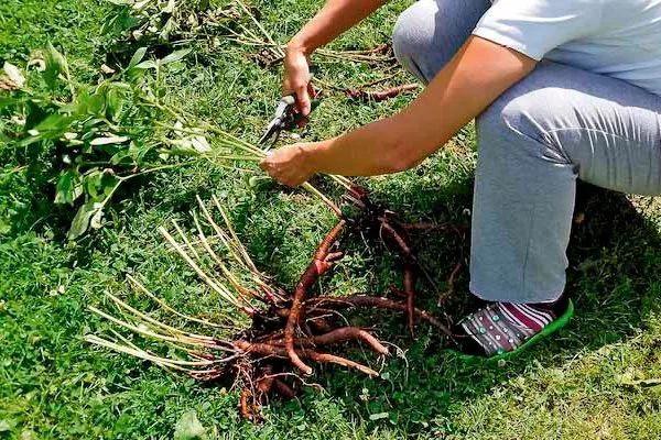 Півонія Хайлайт: фото сорту, характеристики, відгуки та опис дерева