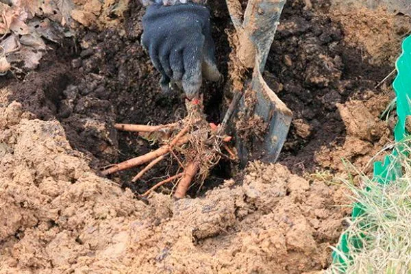 Півонія Шифон Парфе: відгуки, опис сорту з фото