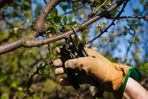 Сорт вишні Тургенівка: зовнішній вигляд, посадка і догляд