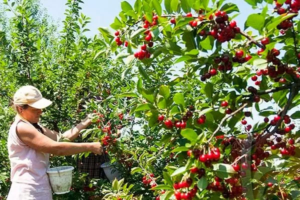 Вишня Малютка: опис сорту, фото, відгуки