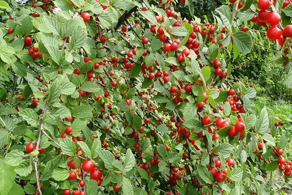 Вишня Вогник: опис з фото дерева і плодів, відгуки та характеристики