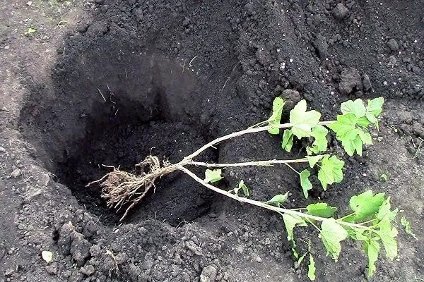 Червона смородина Віксне: опис, фото, плюси і мінуси, посадка і догляд, відгуки