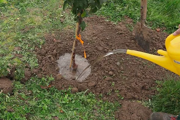 Груша Білоруська пізня: опис, відгуки, фото, відео