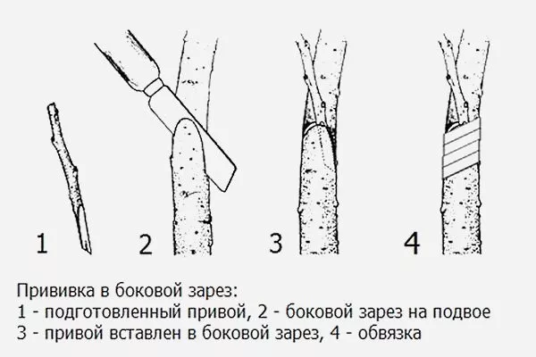 Як прищепити грушу: способи, оптимальна підщепа