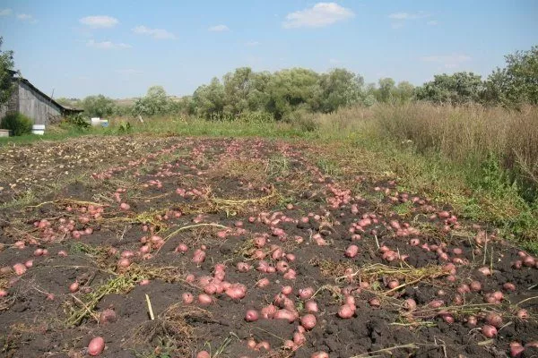 Картопля Рокко: опис сорту, фото, посадка, вирощування, збір і зберігання врожаю