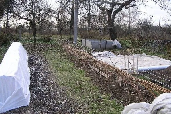 Малина Гігант Московський: опис сорту, фото, відгуки, правила посадки і вирощування