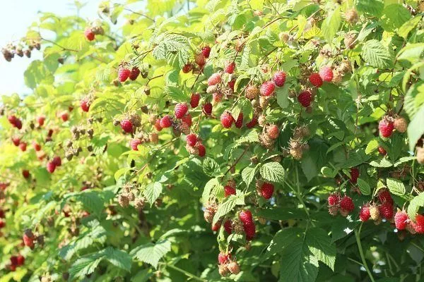 Малина Глен Ампл: опис сорту, фото, посадка, догляд, відгуки