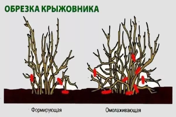 Обрізка аґрусу навесні: сорки, правила, способи та корисні поради