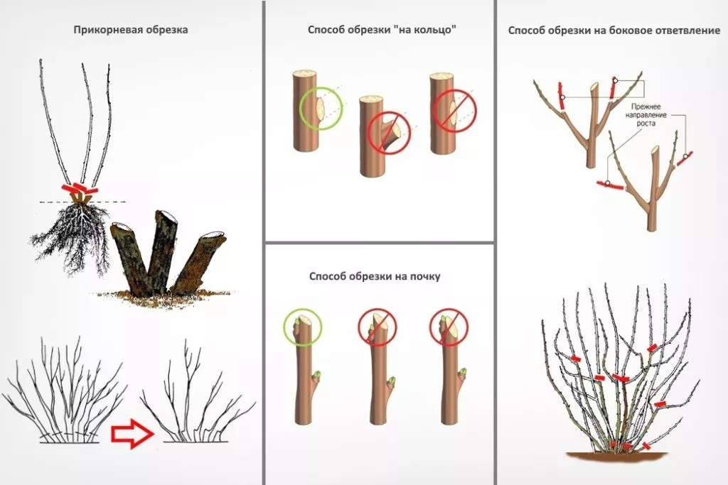 Обрізка смородини навесні: плюси і мінуси, терміни і правила проведення процедури