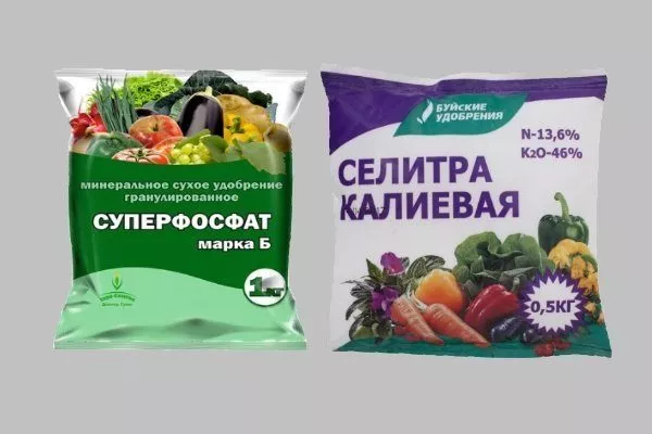 Огірок Ніжинський: опис сорту з фото, правила посадки та догляду, збір врожаю