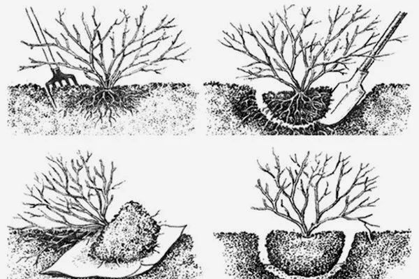 Пересадка смородини: терміни, підготовка, технологія