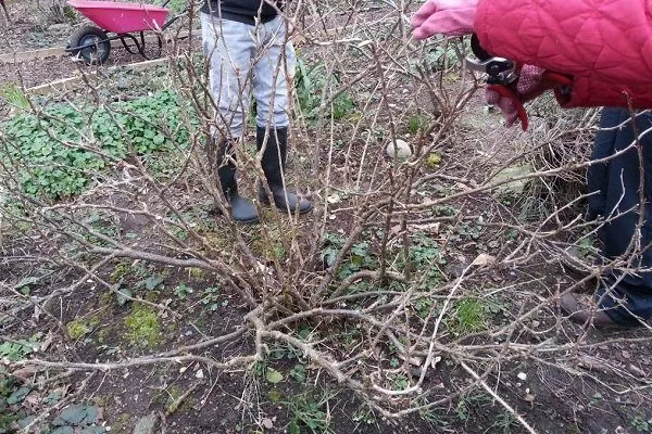 Підготовка аґрусу до зими: правила, терміни, нюанси, часті помилки