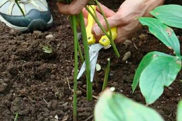 Півонія Фестива Максима: відгуки про сорт, фото, опис