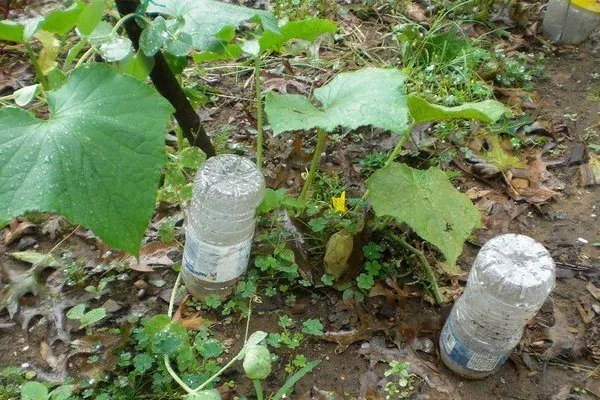 Полив огірків у відкритому ґрунті і теплиці: методи, покрокові інструкції