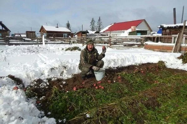 Посадка картоплі під зиму: вибір місця і бульб, підготовка ґрунту, способи посадки%titlepage%%