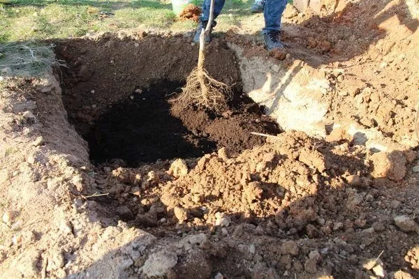 Слива Богатирська: опис сорту, фото, особливості посадки та догляду, відгуки