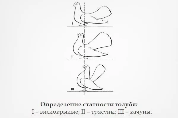 Статні голуби: опис, фото, види, льотні якості, правила утримання