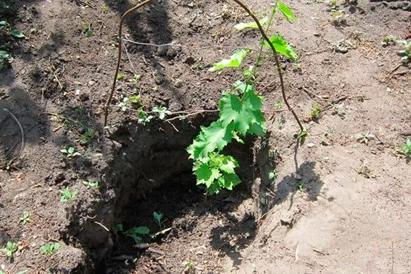 Виноград Цитронний Магарача: опис сорту, фото та відгуки