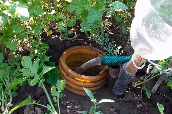 Виноград Цитронний Магарача: опис сорту, фото та відгуки