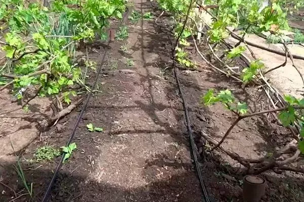 Виноград Веліант: опис сорту, відгуки, фото