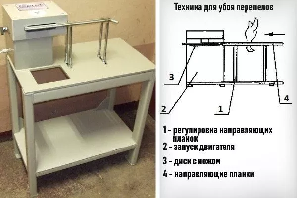 Забій перепелів: підготовка, способи, оброблення, зберігання