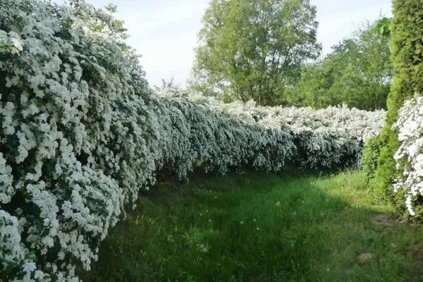 Жива огорожа: 10 найкращих чагарників з описом, фото, плюсами і мінусами